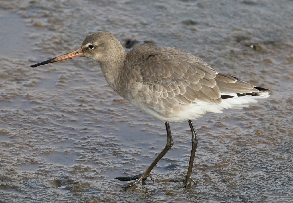 Black-tailed Godwit