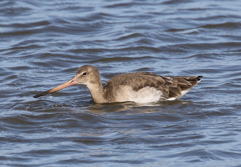 Black-tailed Godwit