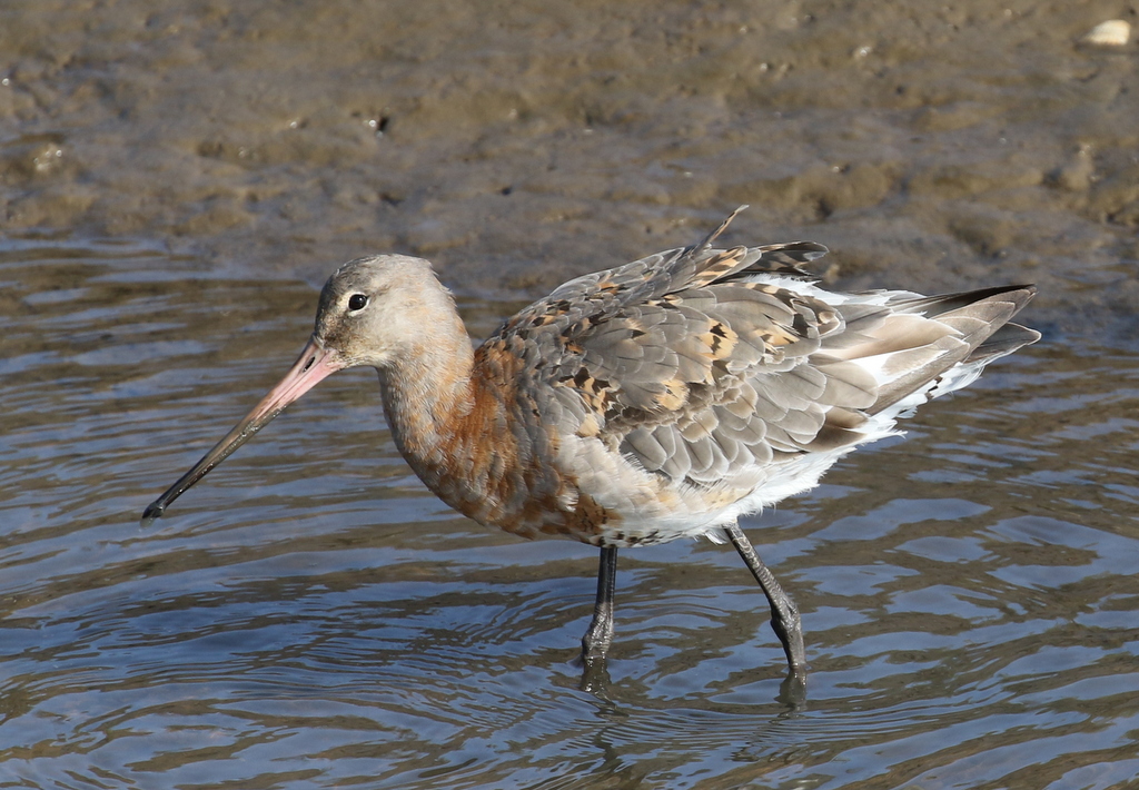 Black-tailed Godwit