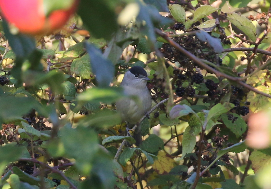 Blackcap