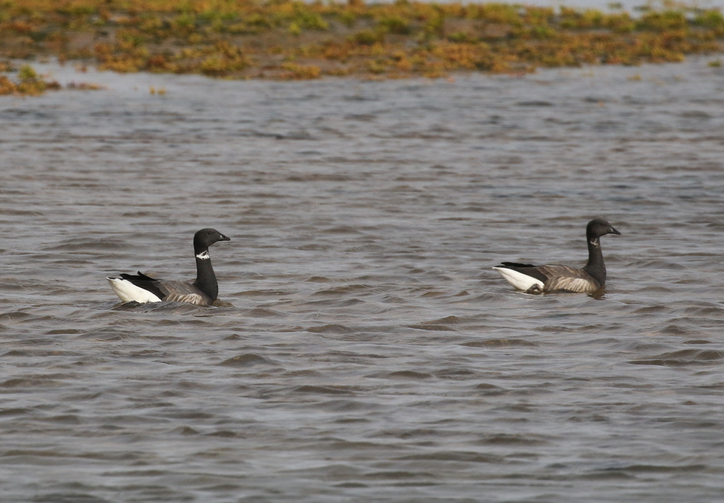 Brent Geese