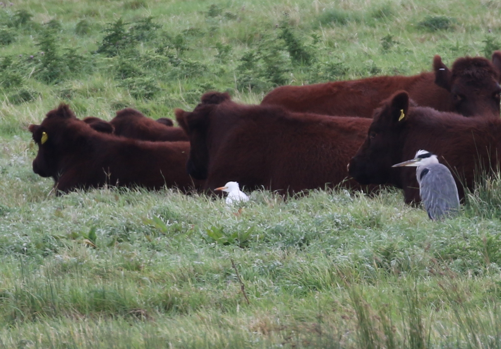 Cattle Egret