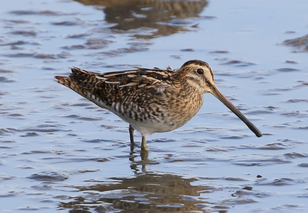 Common Snipe