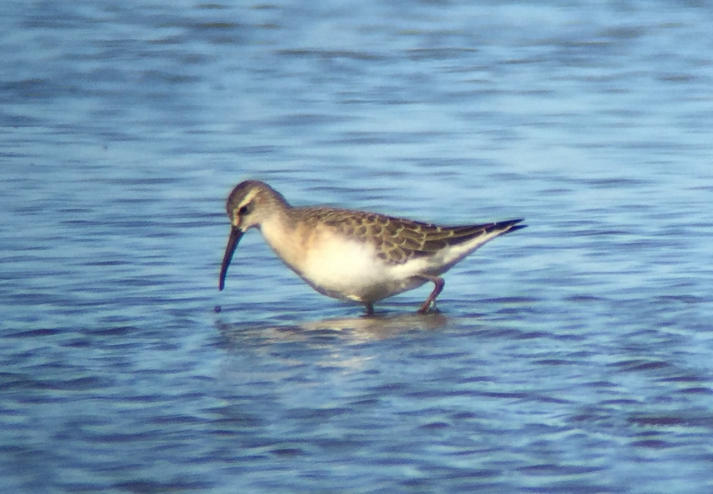 Curlew Sandpiper