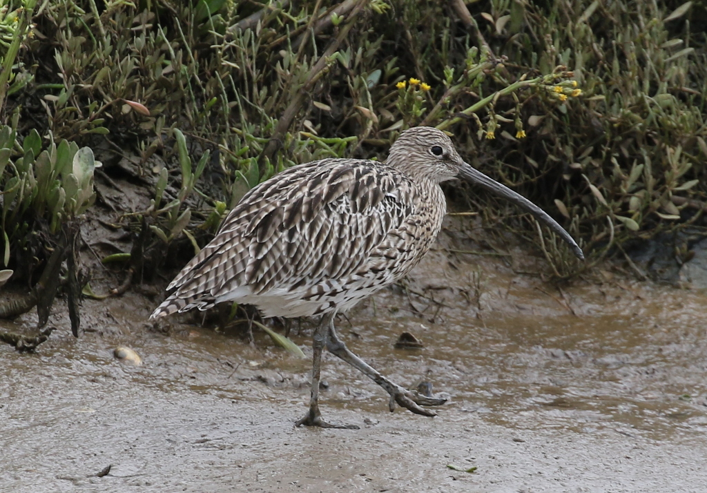 Curlew