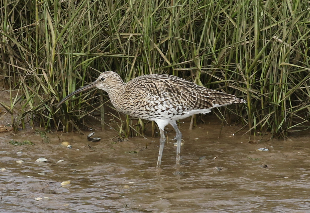 Curlew