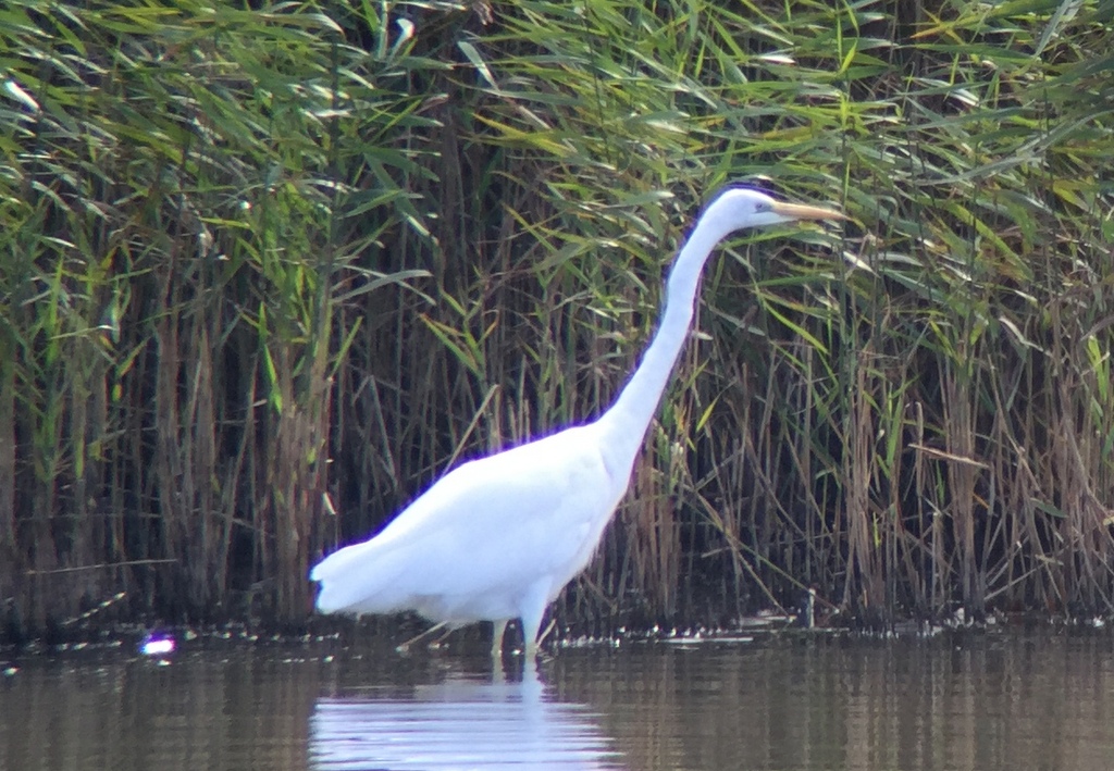 Great White Egret