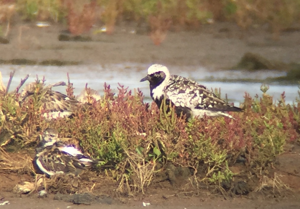 Grey Plover