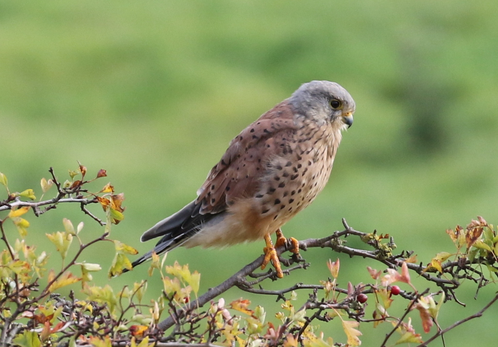 Kestrel