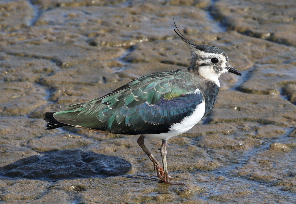 Lapwing