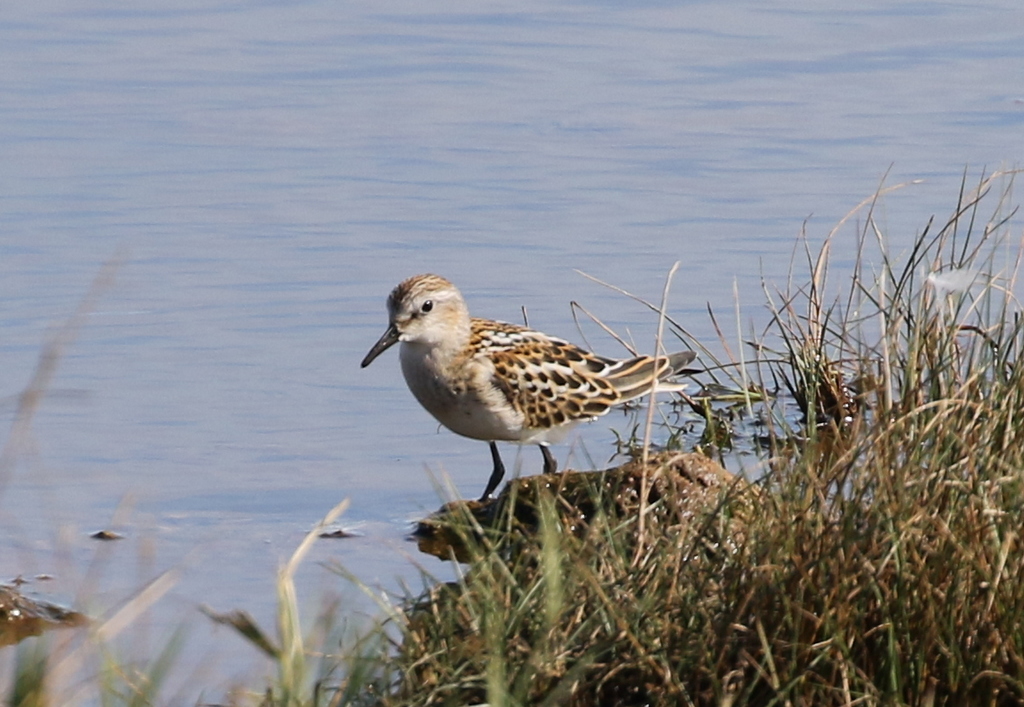 Little Stint