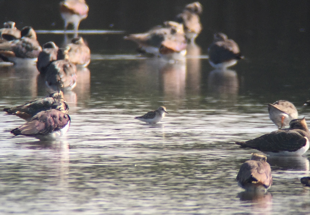 Little Stint