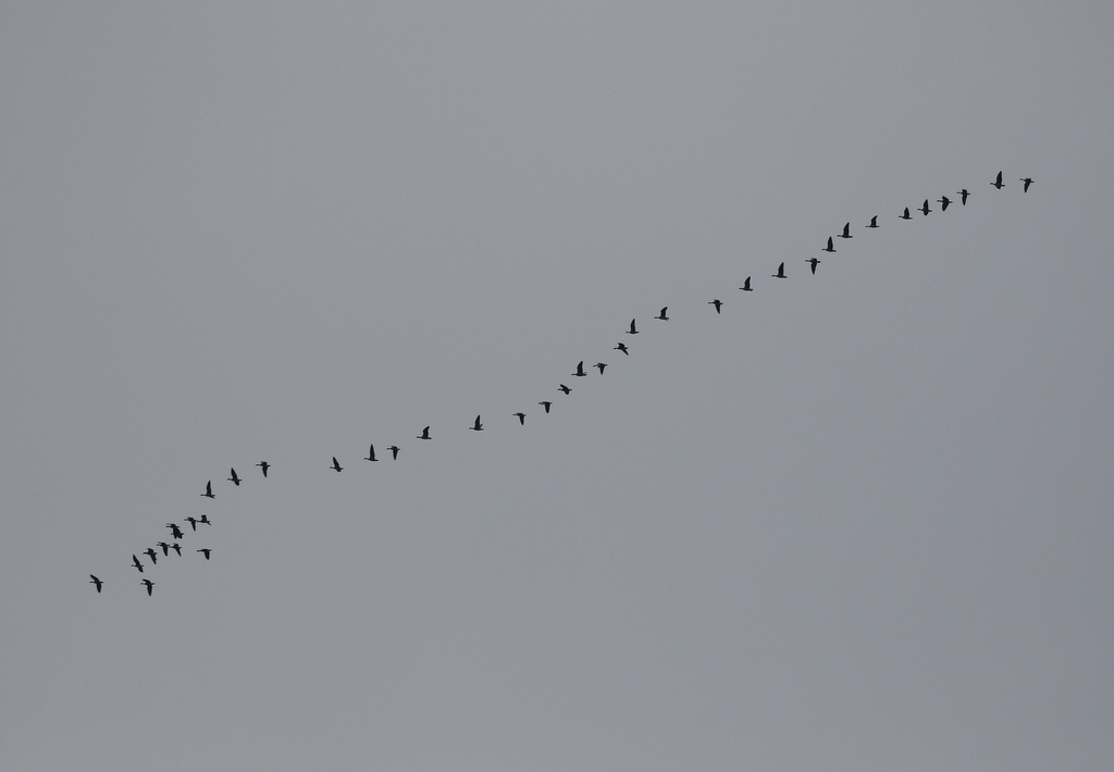 Pink-footed Geese