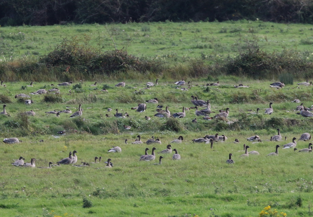 Pink-footed Geese