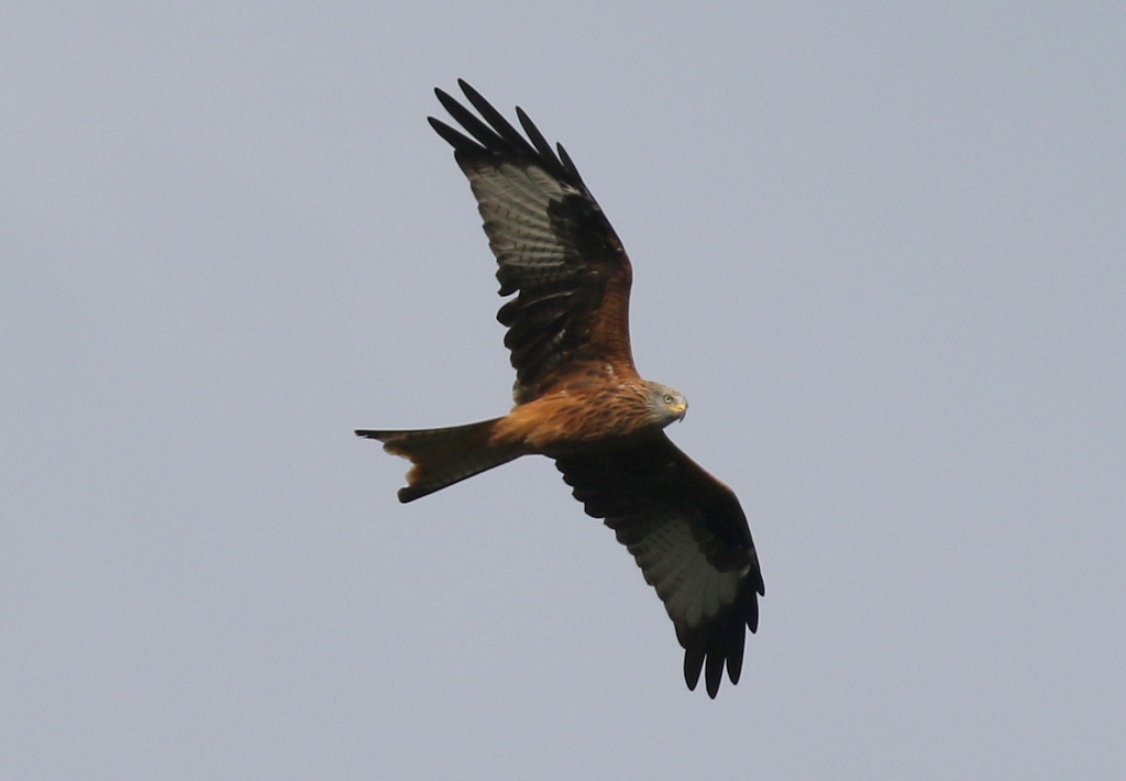 Red Kite