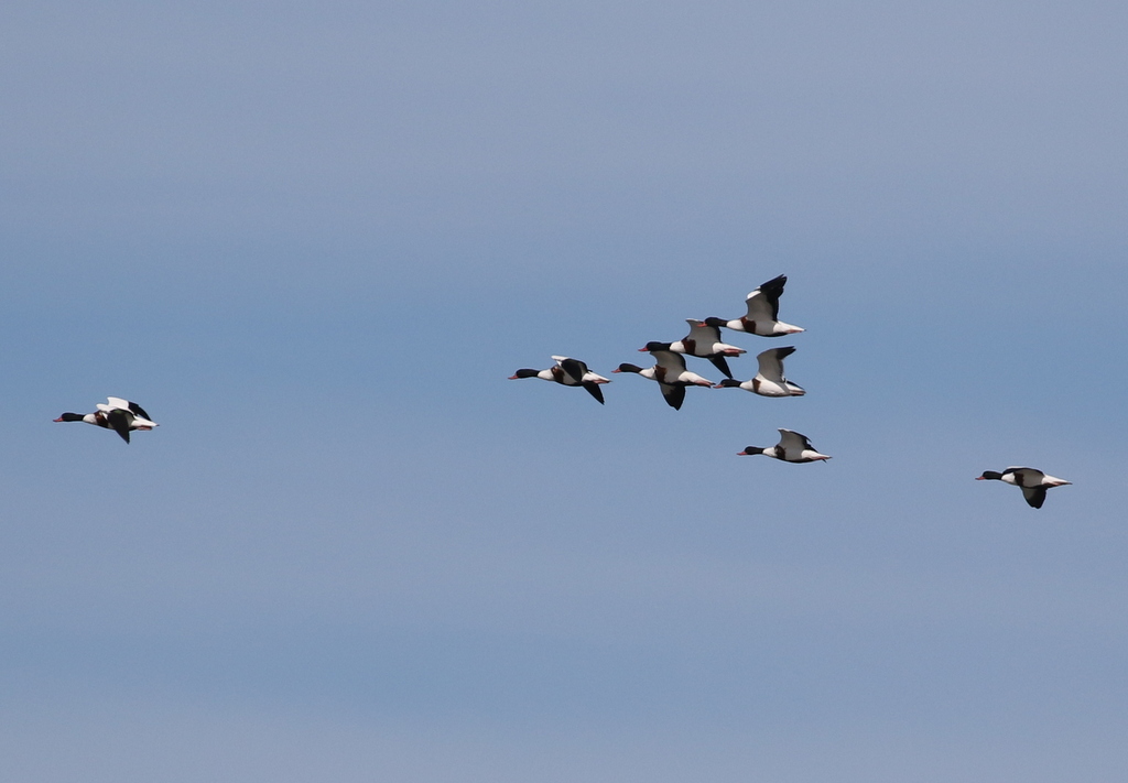 Shelduck