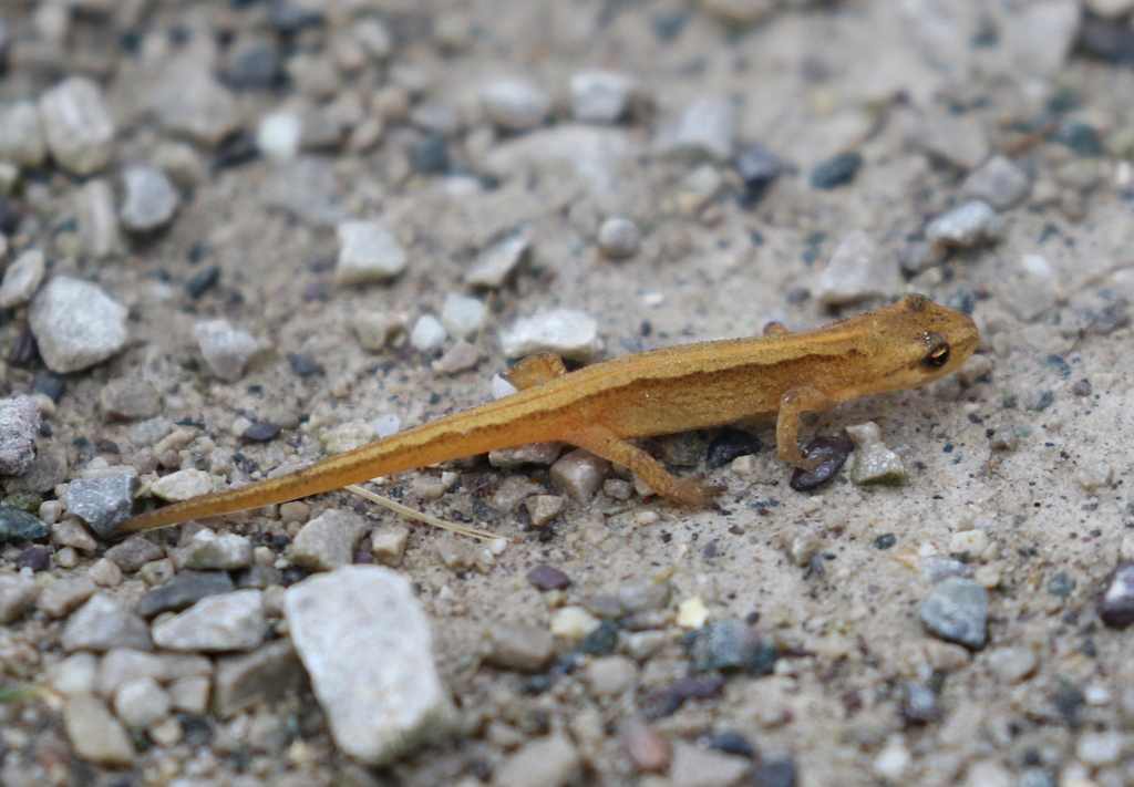 Smooth Newt