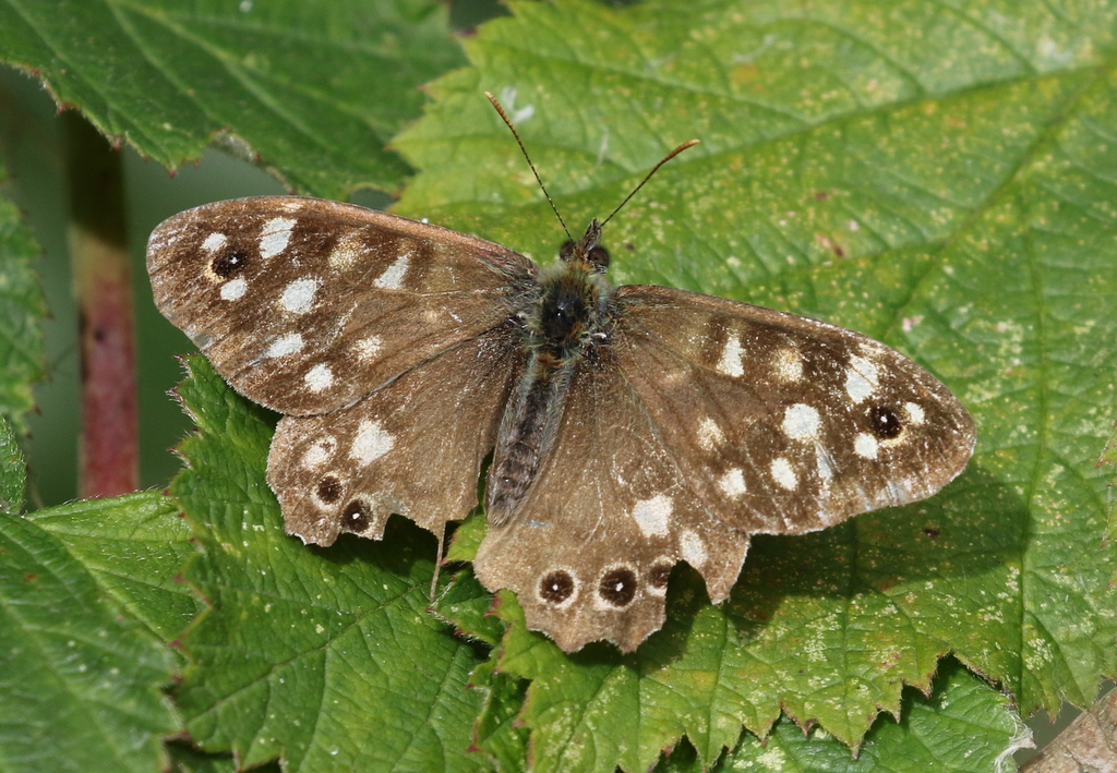 Speckled Wood