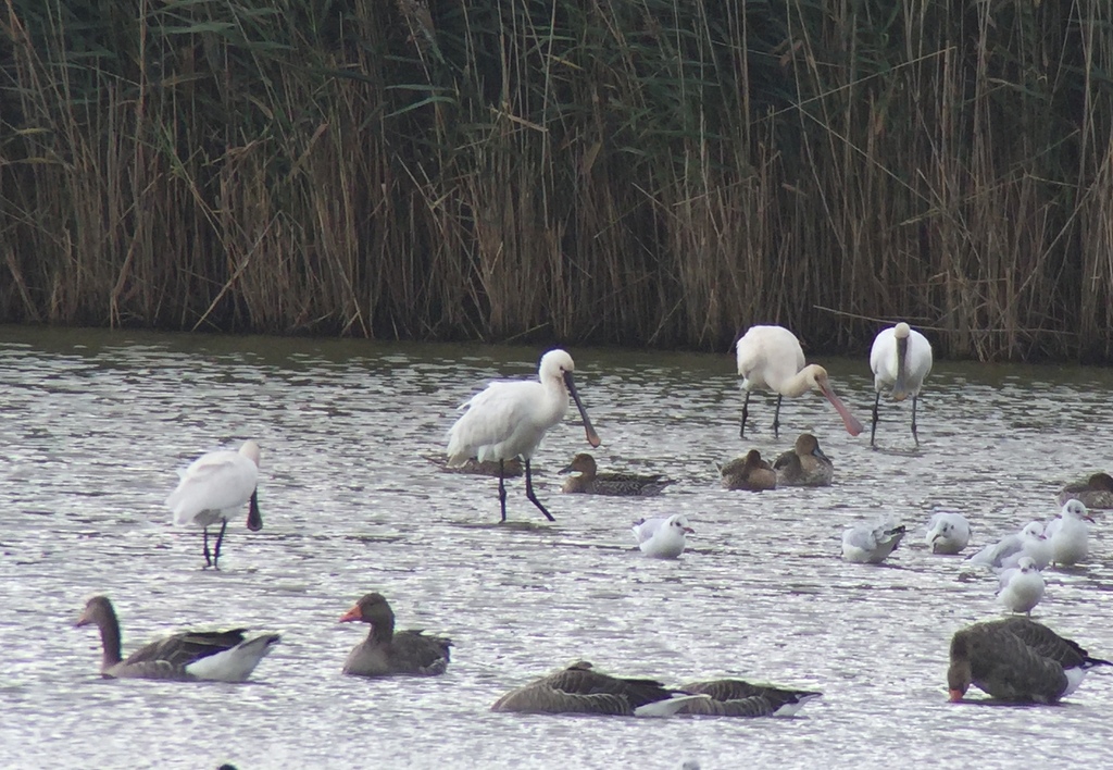 Spoonbills