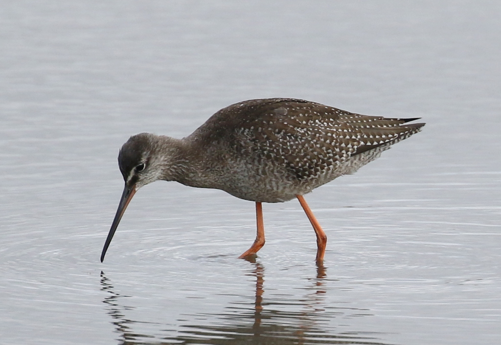 Spotted Redshank