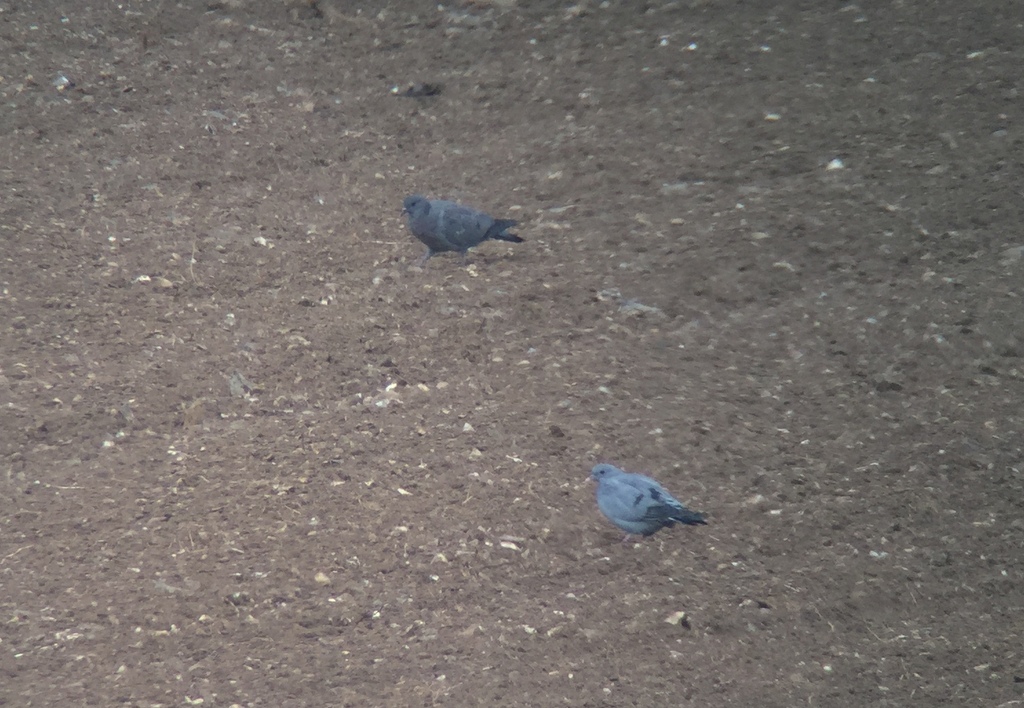 Stock Doves