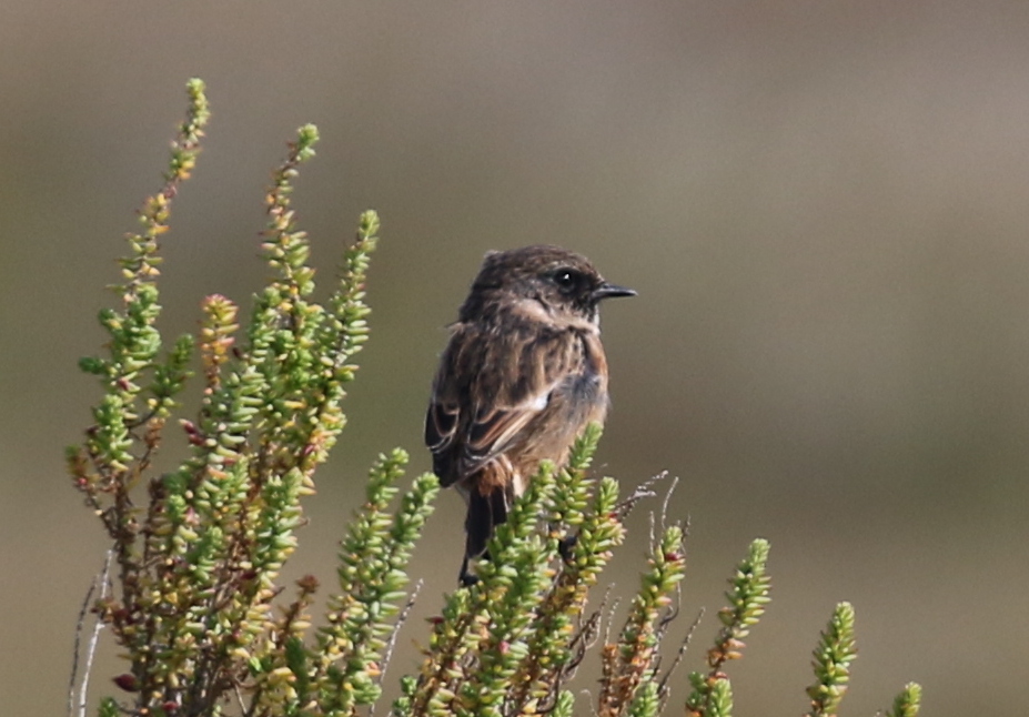 Stonechat