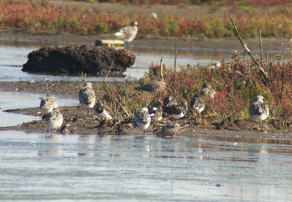 Waders