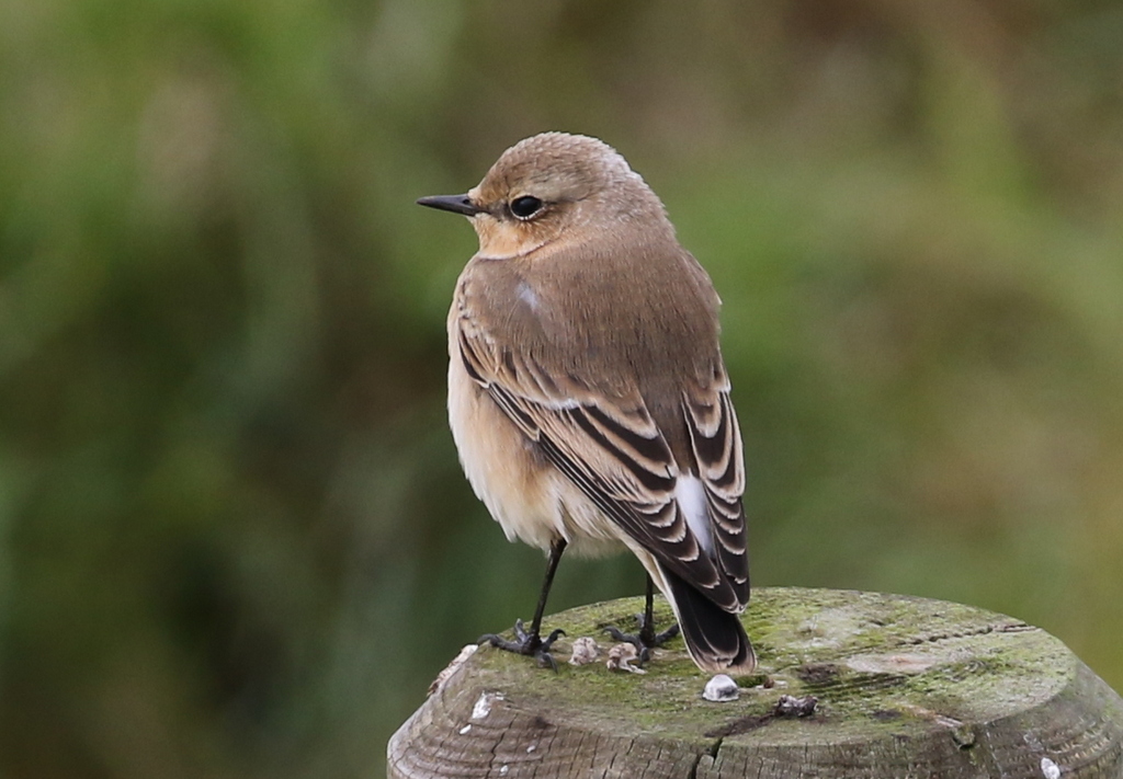 Wheatear