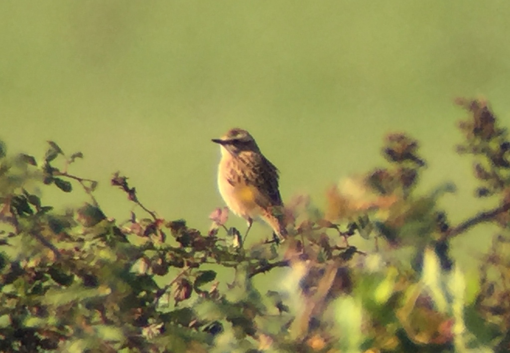 Whinchat