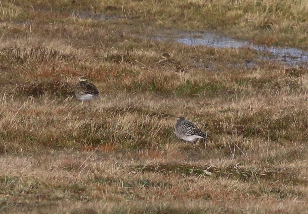 American Golden Plover