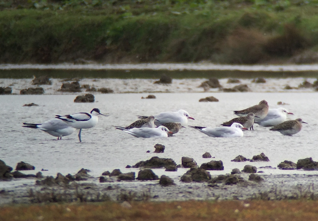 Avocet