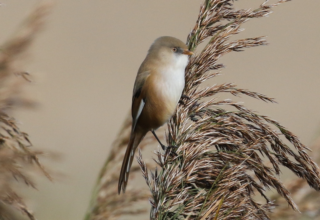 Bearded Tit