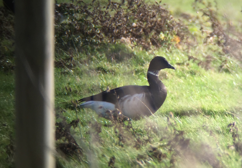 Black Brant