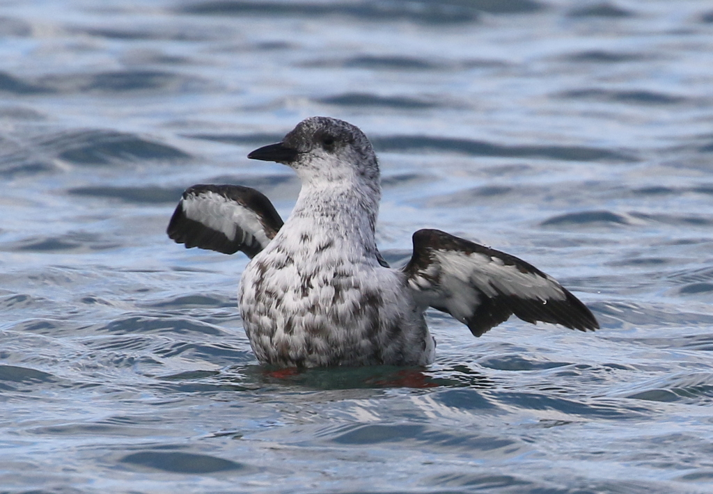 Black Guillemot