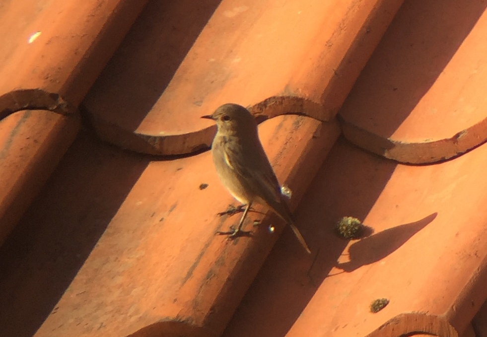 Black Redstart