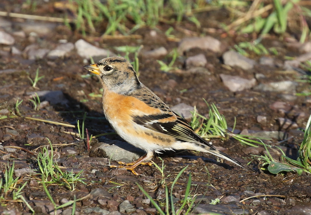 Brambling