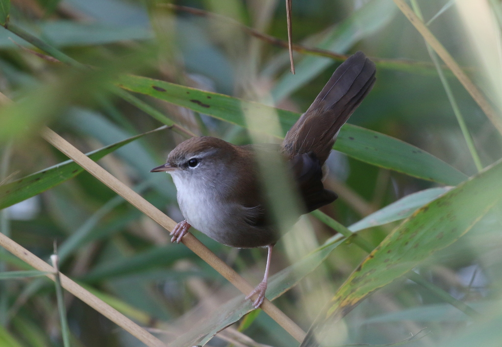 Cetti's Warbler