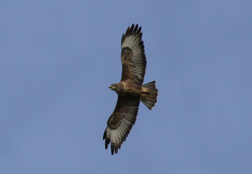 Common Buzzard