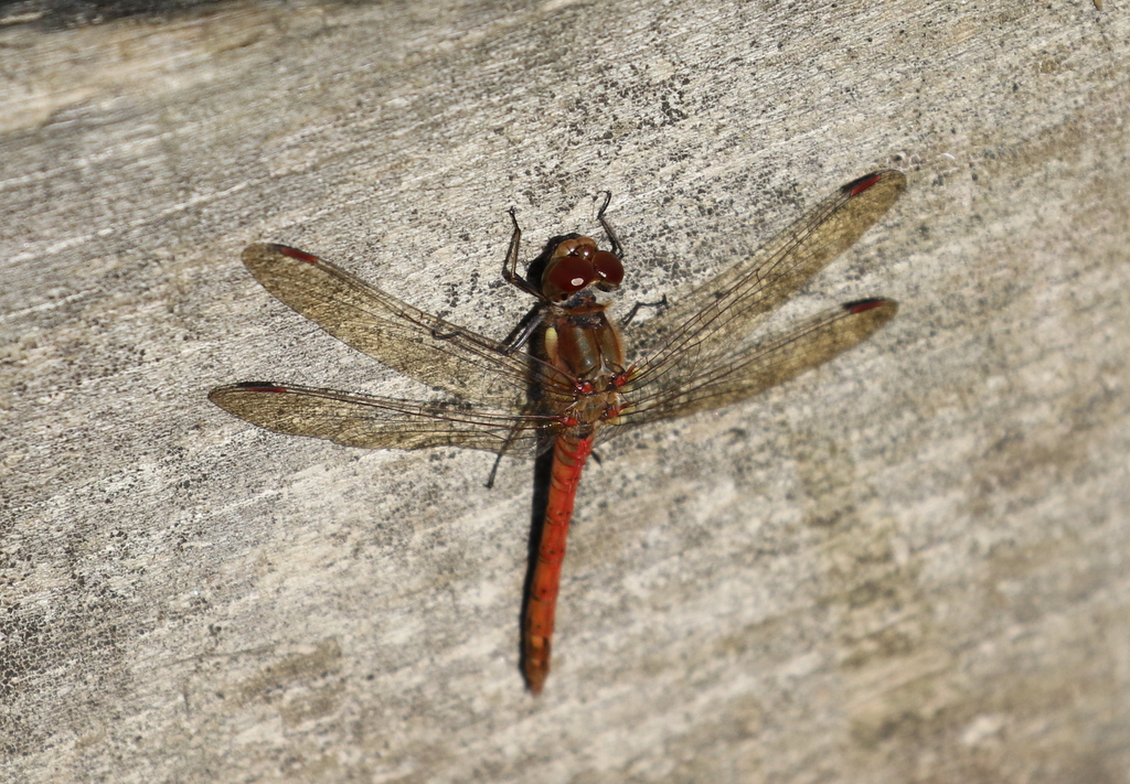 Common Darter