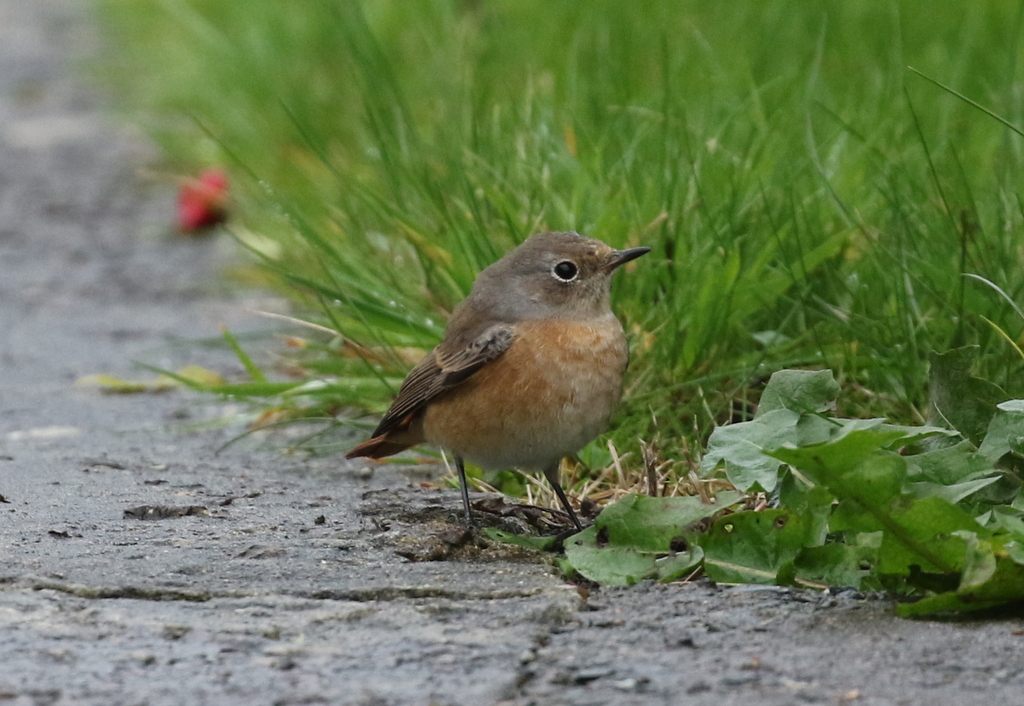 Common Redstart