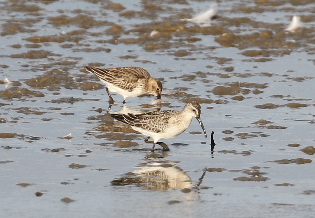 Curlew Sandpiper