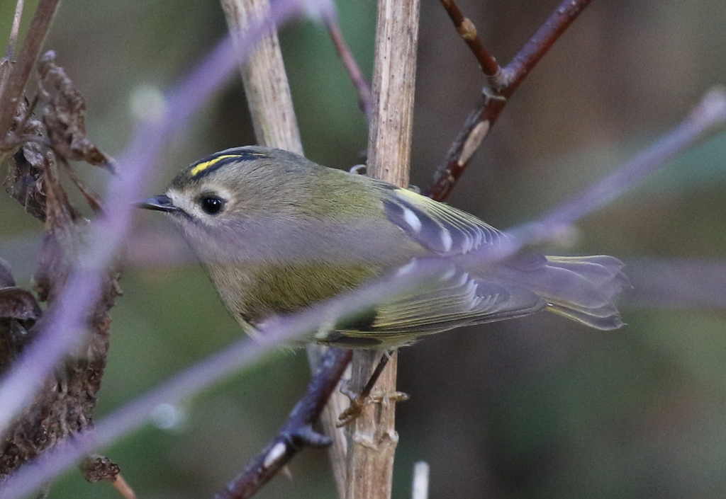 Goldcrest