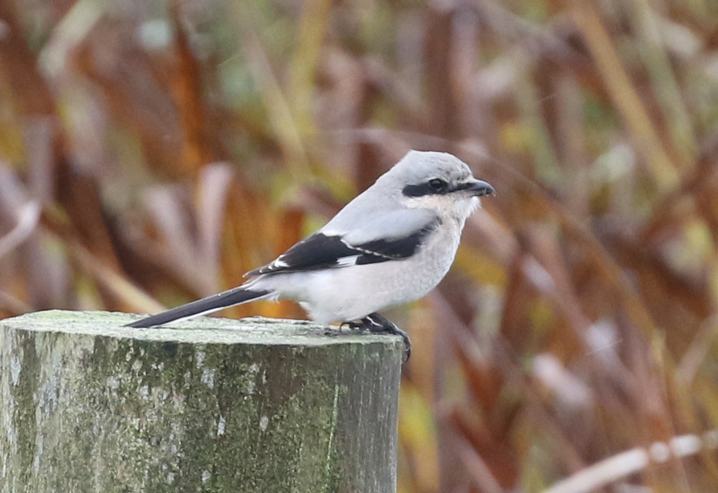 Great Grey Shrike