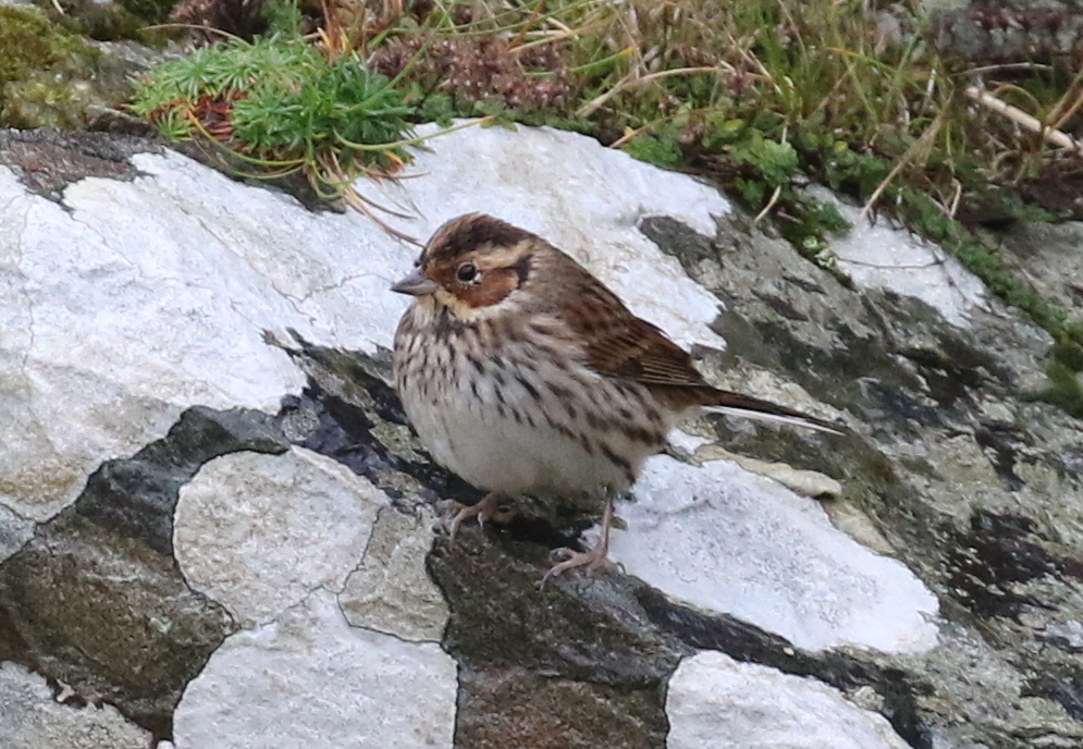 Little Bunting