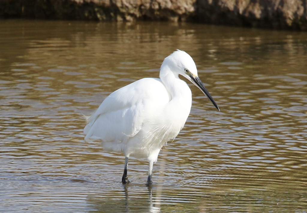 Little Egret