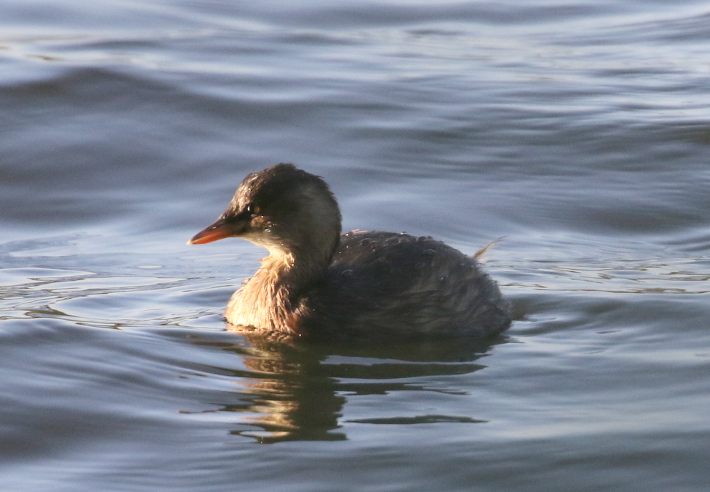 Little Grebe