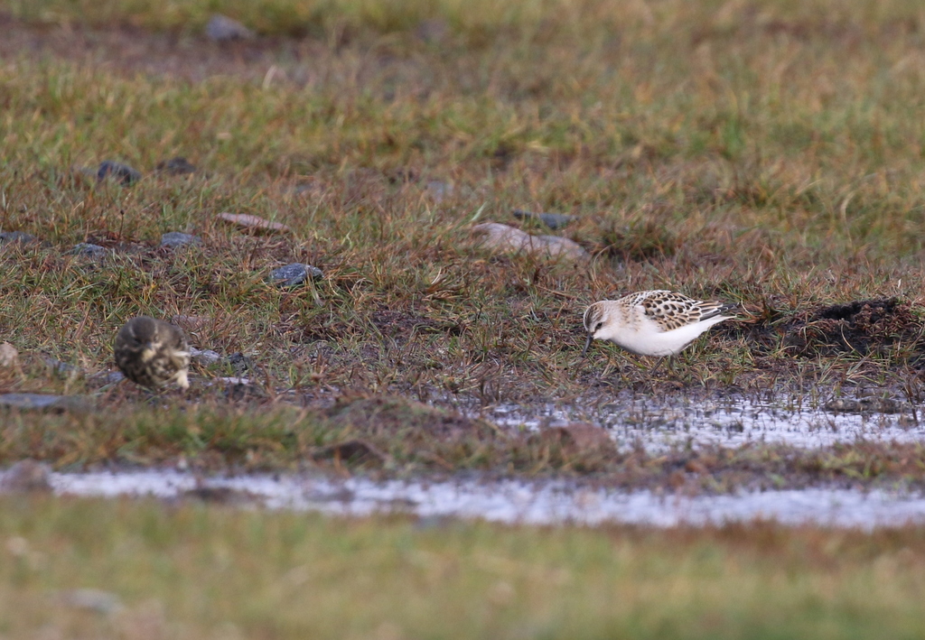 Little Stint