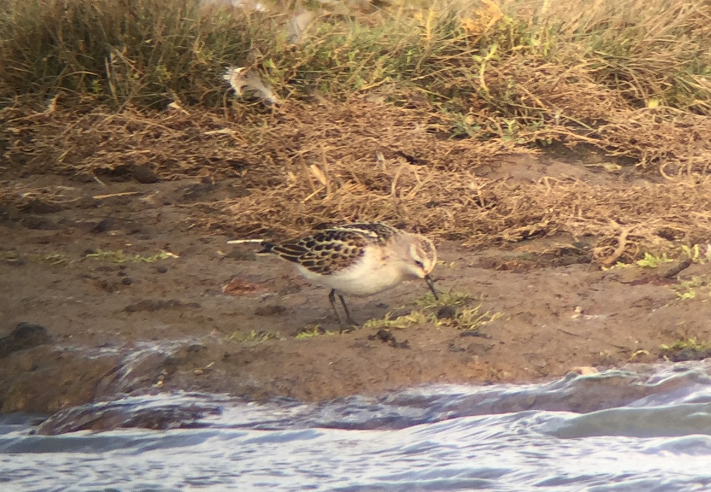 Little Stint