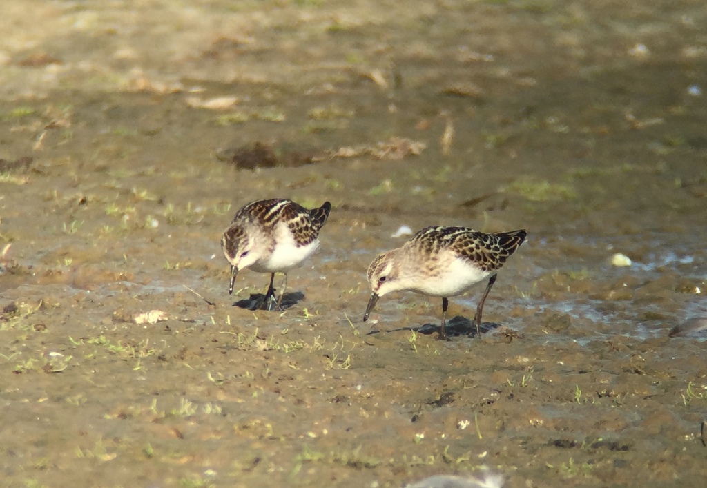 Little Stints