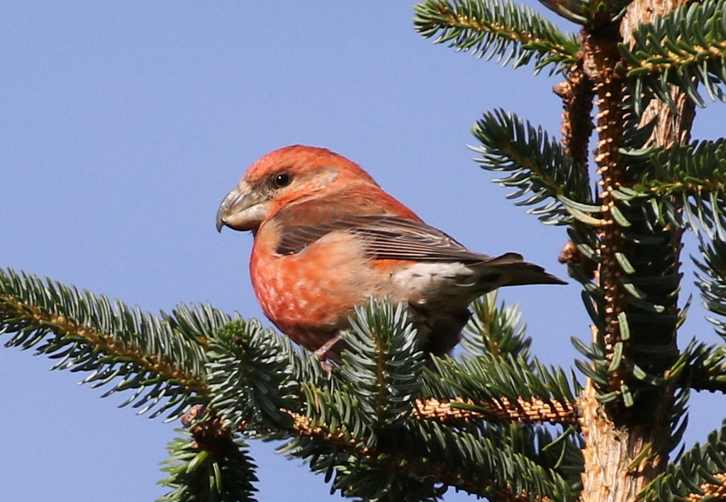 Parrot Crossbill 1